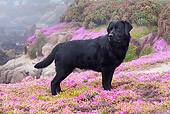 DOG 18 LS0039 01
Black Labrador Retriever Standing In Field Of Purple Flowers