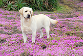 DOG 18 LS0040 01
Yellow Labrador Retriever Standing In Field Of Purple Flowers