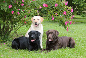DOG 18 LS0041 01
Black, Chocolate, And Yellow Labrador Retrievers On Grass By Pink Flowers