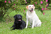 DOG 18 LS0042 01
Black And Yellow Labrador Retrievers On Grass By Pink Flowers