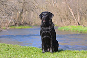 DOG 18 LS0043 01
Black Labrador Retriever Sitting On Grass By Water