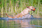DOG 18 LS0046 01
Yellow Labrador Retriever Running In Water With Orange Dummy In Mouth