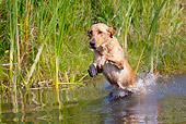 DOG 18 LS0047 01
Yellow Labrador Retriever Running Jumping Into Water