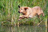 DOG 18 LS0048 01
Yellow Labrador Retriever Jumping Into Water