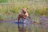 DOG 18 LS0049 01
Yellow Labrador Retriever Jumping Into Water