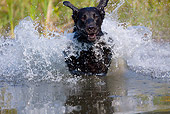DOG 18 LS0051 01
Black Labrador Retriever Jumping Into Water