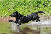 DOG 18 NR0055 01
Black Labrador Retriever Jumping Into Water