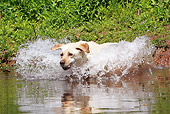 DOG 18 NR0059 01
Yellow Labrador Retriever Jumping Into Water