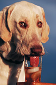 DOG 18 DB0013 01
Head Shot Of Yellow Labrador Retriever Drinking Out Of Glass