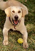 DOG 18 DB0051 01
Yellow Labrador Retriever Laying On Grass With Tennis Ball