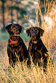 DOG 18 DS0004 01
Two Black Labrador Retrievers Sitting In Tall Grass