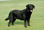 DOG 18 FA0002 01
Black Labrador Retriever Standing On Grass