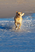 DOG 18 KH0006 01
Yellow Labrador Retriever Running On Beach Carrying Tennis Ball