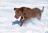 DOG 18 LS0019 01
Chesapeake Bay Retriever Running On Snow