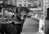 DOG 18 MQ0001 01
Black Labrador Retriever On Leash Manhattan New York