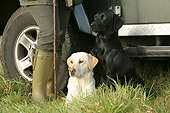 DOG 18 NR0026 01
Yellow And Black Labrador Retrievers