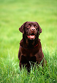 DOG 18 RK0143 13
Shoulder Shot Of Chocolate Labrador Retriever Sitting On Grass
