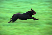 DOG 18 RK0145 01
Chocolate Labrador Running On Grass