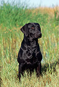 DOG 18 RK0179 08
Black Labrador Retriever Sitting In Tall Grass By Water