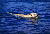 DOG 18 RK0200 01
Yellow Labrador Retriever Swimming In Water With Ball In Mouth