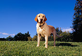 DOG 18 RK0214 01
Yellow Labrador Retriever Standing On Grass Trees Blue Sky