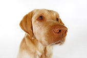 DOG 18 RK0242 01
Head Shot Of Yellow Labrador Retriever On White Seamless