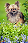 DOG 19 JE0005 01
Longhair Chihuahua Laying On Purple Flowers