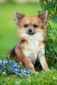 DOG 19 JE0006 01
Longhair Chihuahua Sitting On Purple Flowers
