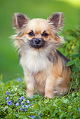 DOG 19 JE0007 01
Longhair Chihuahua Sitting On Purple Flowers