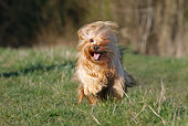 DOG 19 JE0020 01
Havanese Running Through Grass Field