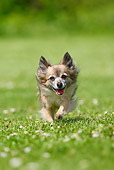 DOG 19 PE0005 01
Longhair Chihuahua Running Through Grass