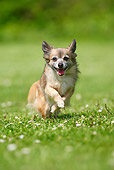 DOG 19 PE0006 01
Longhair Chihuahua Running Through Grass