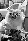 DOG 19 MQ0002 01
Humorous Shot Of Pomeranian In Sweater And Sunglasses Manhattan New York