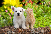 DOK 01 BK0001 01
West Highland Terrier Puppy And Tabby Kitten Sitting On Log In Garden