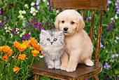DOK 01 BK0006 01
Golden Retriever Puppy And Silver Tabby Kitten Sitting On Chair In Garden