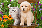 DOK 01 BK0007 01
Golden Retriever Puppy And Silver Tabby Kitten Sitting On Chair In Garden