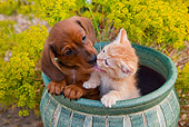 DOK 01 BK0010 01
Dachshund Puppy And Tabby Kitten Kissing In Flower Pot In Garden