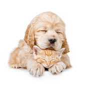 DOK 01 BK0011 01
Cocker Spaniel Puppy And Tabby Kitten Sleeping On White Seamless