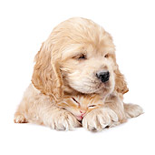 DOK 01 BK0012 01
Cocker Spaniel Puppy And Tabby Kitten Resting On White Seamless