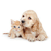 DOK 01 BK0013 01
Cocker Spaniel Puppy And Tabby Kitten Laying On White Seamless