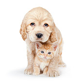 DOK 01 BK0014 01
Cocker Spaniel Puppy And Tabby Kitten Sitting On White Seamless