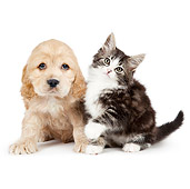 DOK 01 BK0015 01
Cocker Spaniel Puppy And Tabby Kitten Sitting On White Seamless