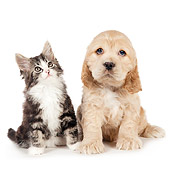 DOK 01 BK0016 01
Cocker Spaniel Puppy And Tabby Kitten Sitting On White Seamless