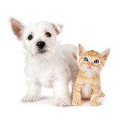 DOK 01 BK0017 01
West Highland Terrier Puppy And Orange Tabby Kitten On White Seamless
