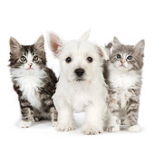 DOK 01 BK0018 01
West Highland Terrier Puppy And Tabby Kittens On White Seamless