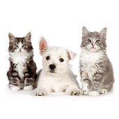 DOK 01 BK0019 01
West Highland Terrier Puppy And Tabby Kittens On White Seamless