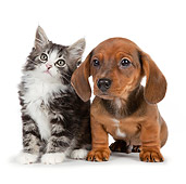 DOK 01 BK0020 01
Dachshund Puppy And Tabby Kitten Sitting On White Seamless