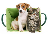 DOK 01 JE0005 01
Jack Russell Terrier Puppy And Norwegian Forest Cat Kitten Sitting In Green Basket On White Seamless