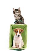 DOK 01 JE0006 01
Jack Russell Terrier Puppy And Norwegian Forest Cat Kitten Sitting With Green Basket On White Seamless