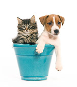 DOK 01 JE0007 01
Jack Russell Terrier Puppy And Norwegian Forest Cat Kitten Sitting In Blue Flower Pot On White Seamless